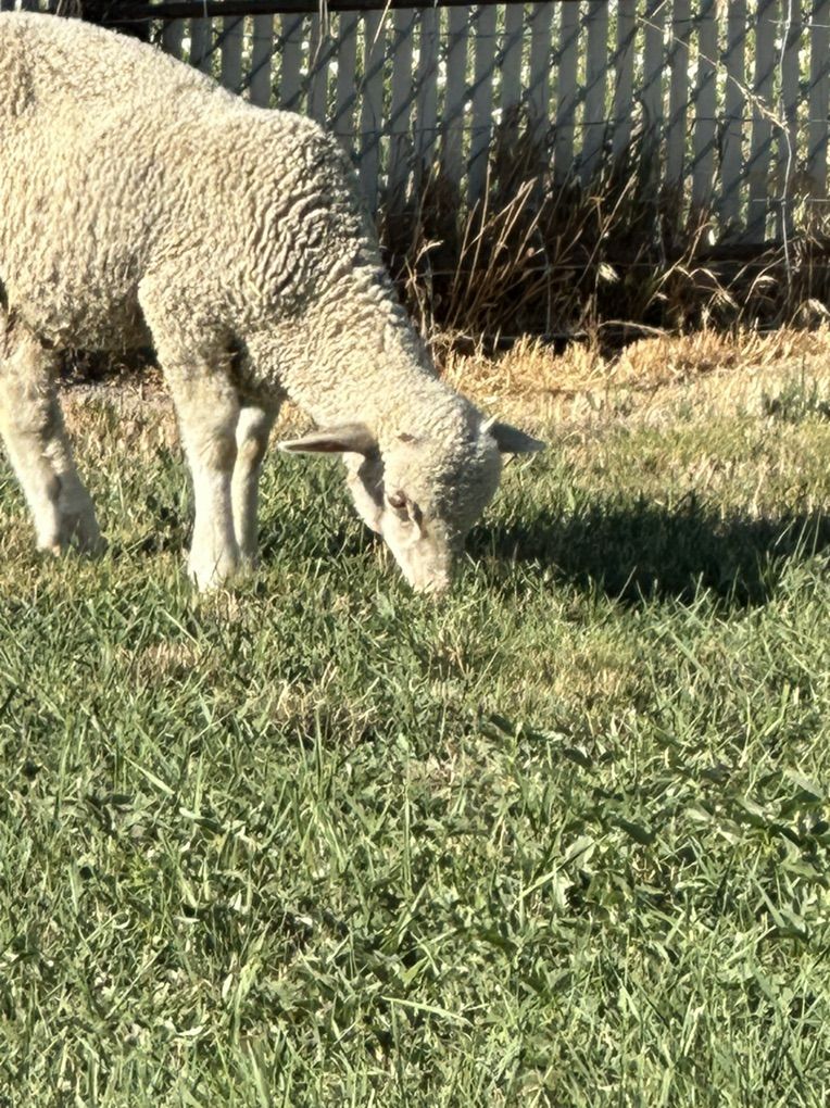 2 Rambouillet Intact males 4 Months Old Weened