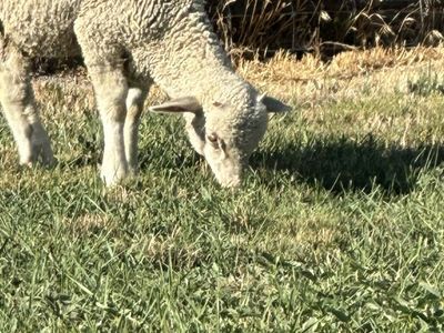 2 Rambouillet Intact males 4 Months Old Weened