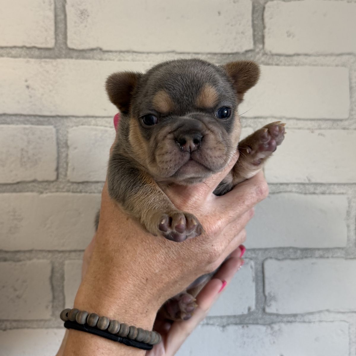 French bulldog puppies
