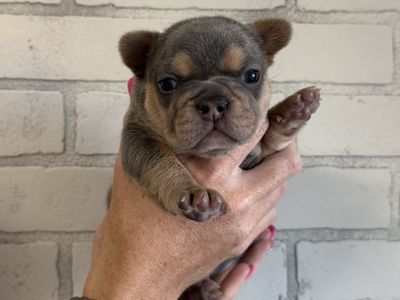 French bulldog puppies