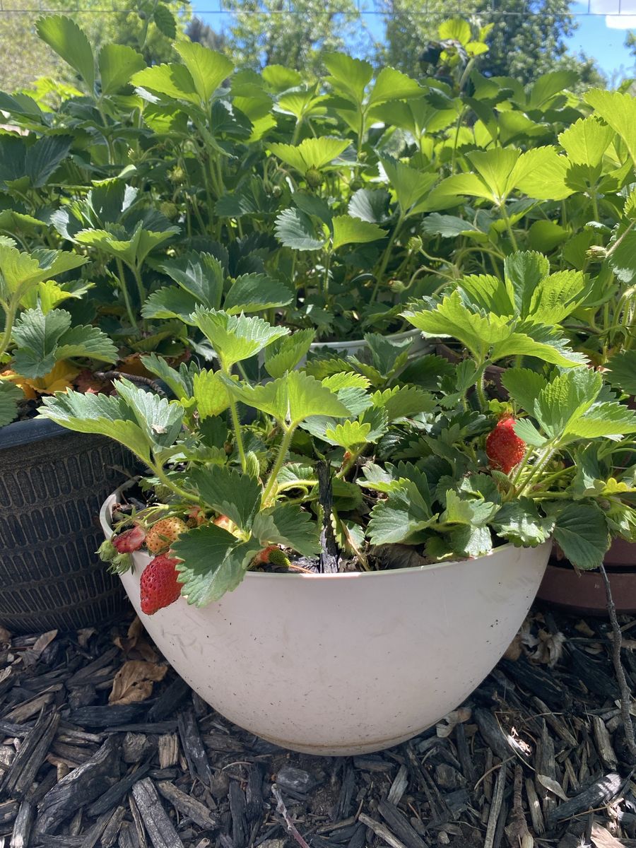 Strawberry Plants!