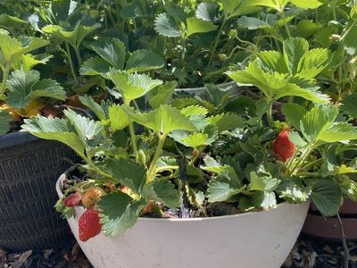 Strawberry Plants!