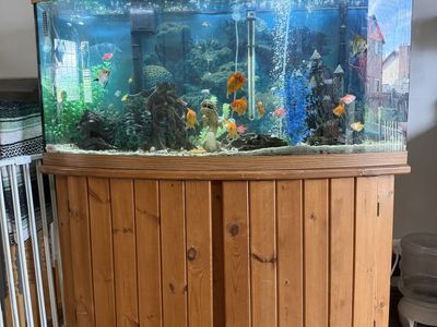70 gallon fish tank