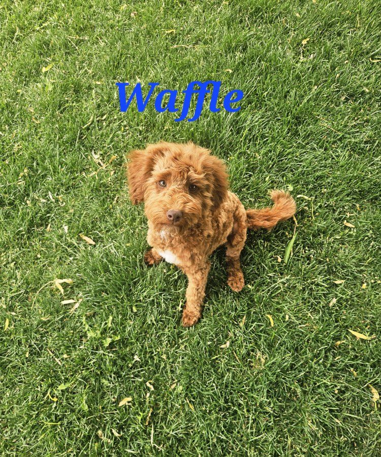Female & Male Toy Poodle Puppies mini poodle puppies