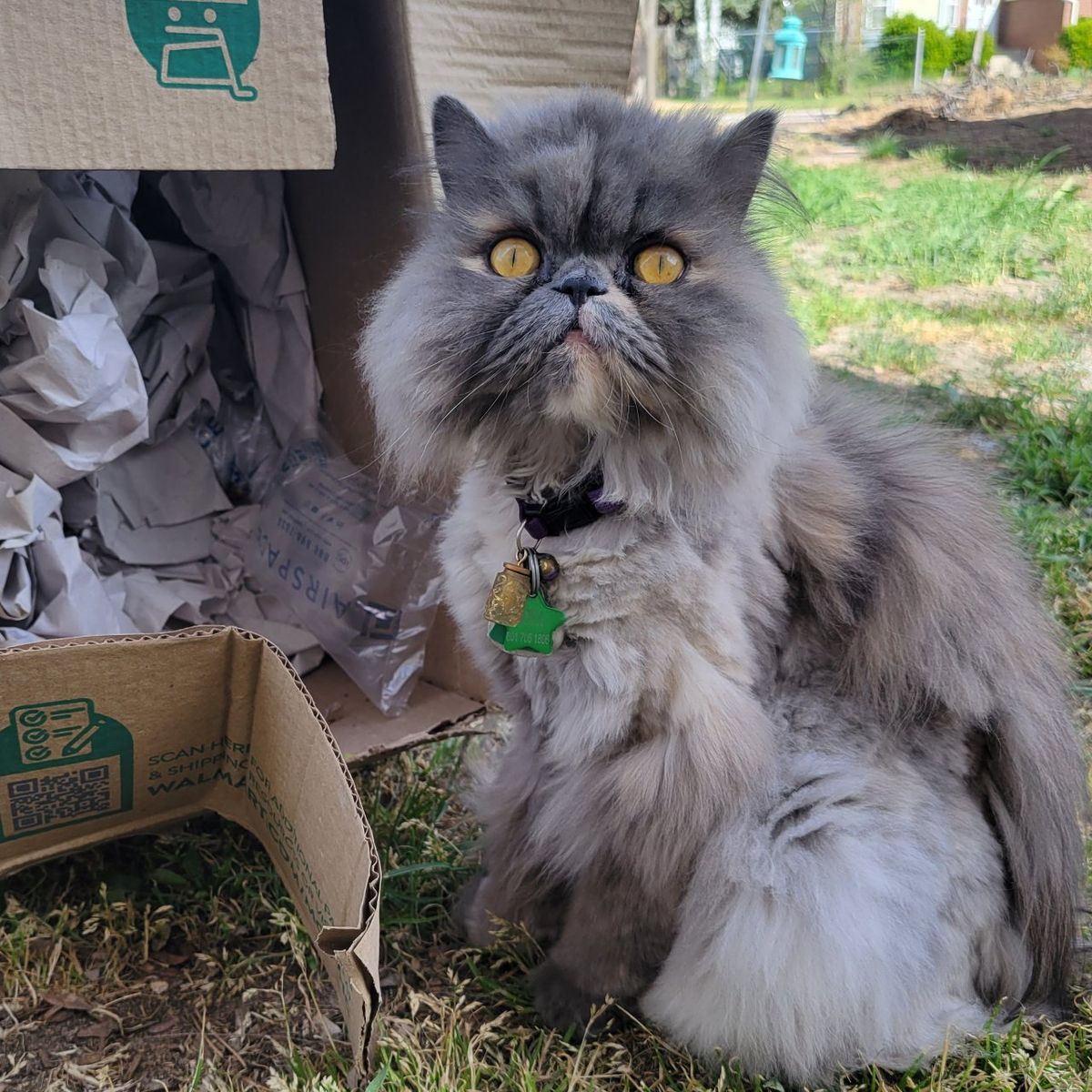 cat grooming. nails & shave service, +visits