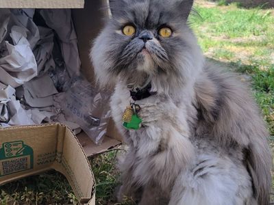 cat grooming. nails & shave service, +visits