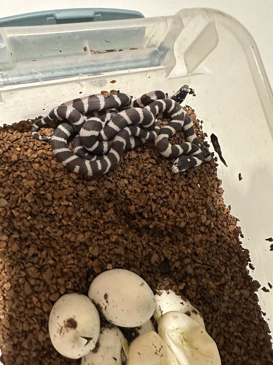 California King Snakes