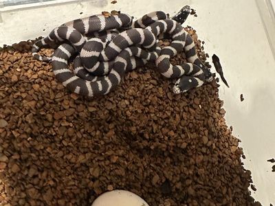 California King Snakes