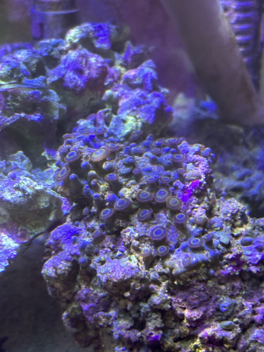 Main image 5