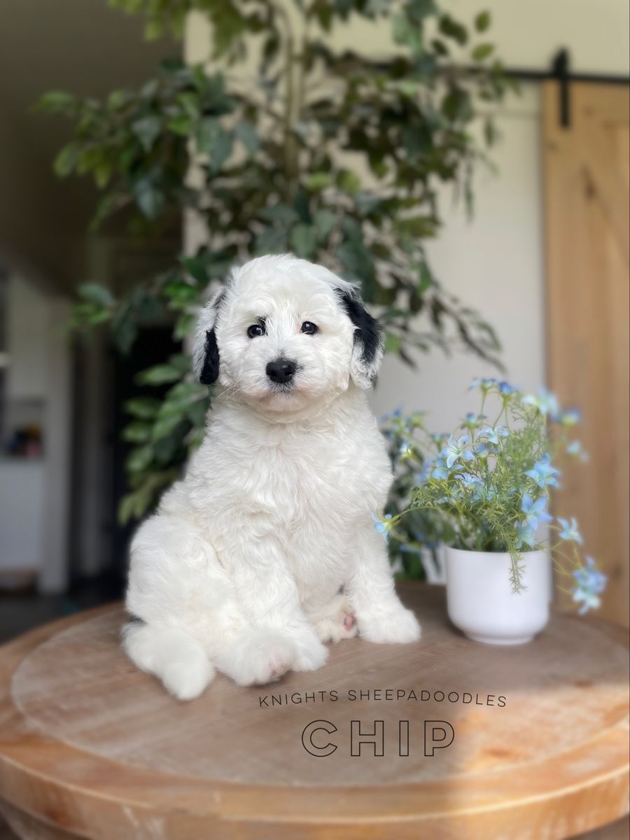 Mini F2b Sheepadoodle