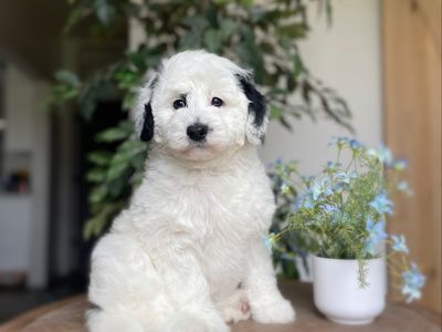 Mini F2b Sheepadoodle