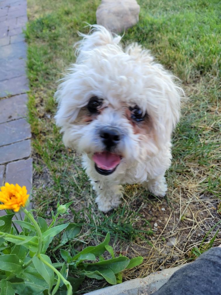 Maltese Shih Tzu mix