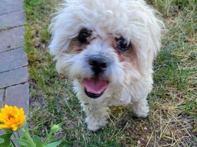 Maltese Shih Tzu mix