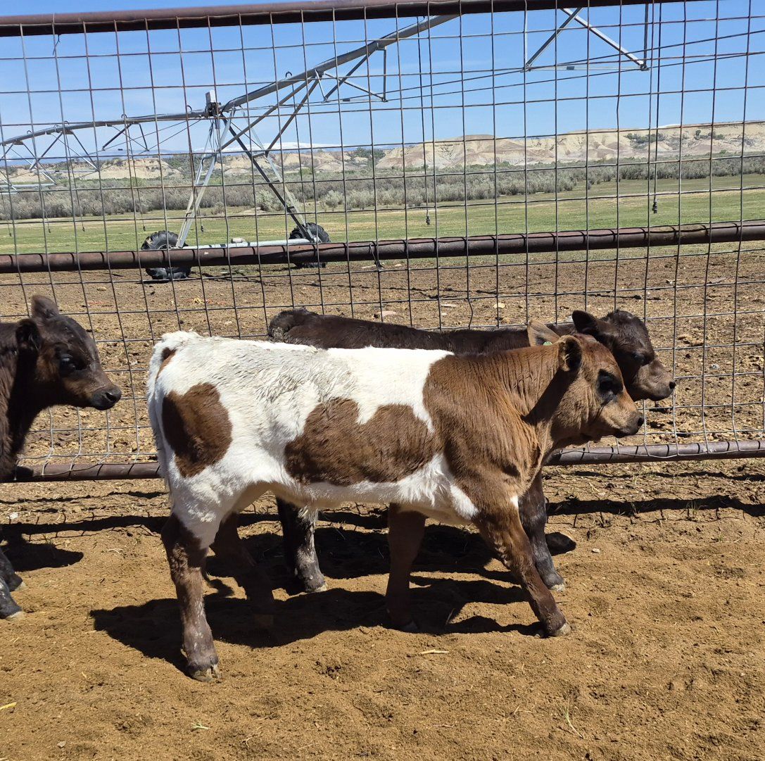 Sim/Angus/Cross Bull Calf