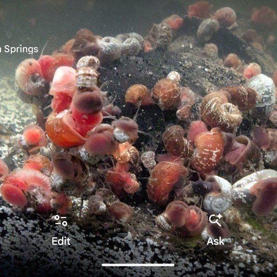 10 Live Freshwater Aquarium Snails - Malaysian Trumpet Snails & Ramshorn Snails