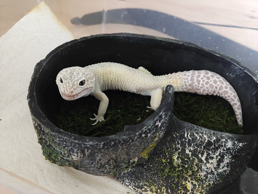Leopard Gecko