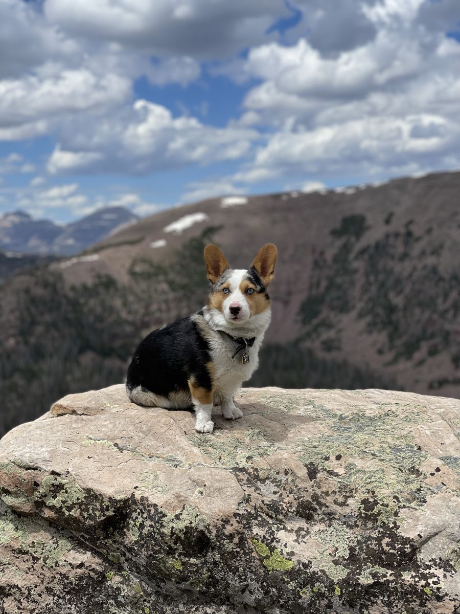 Blue Merle Corgi Stud
