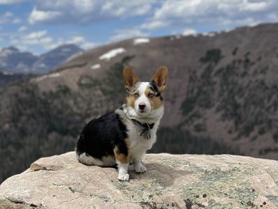 Blue Merle Corgi Stud