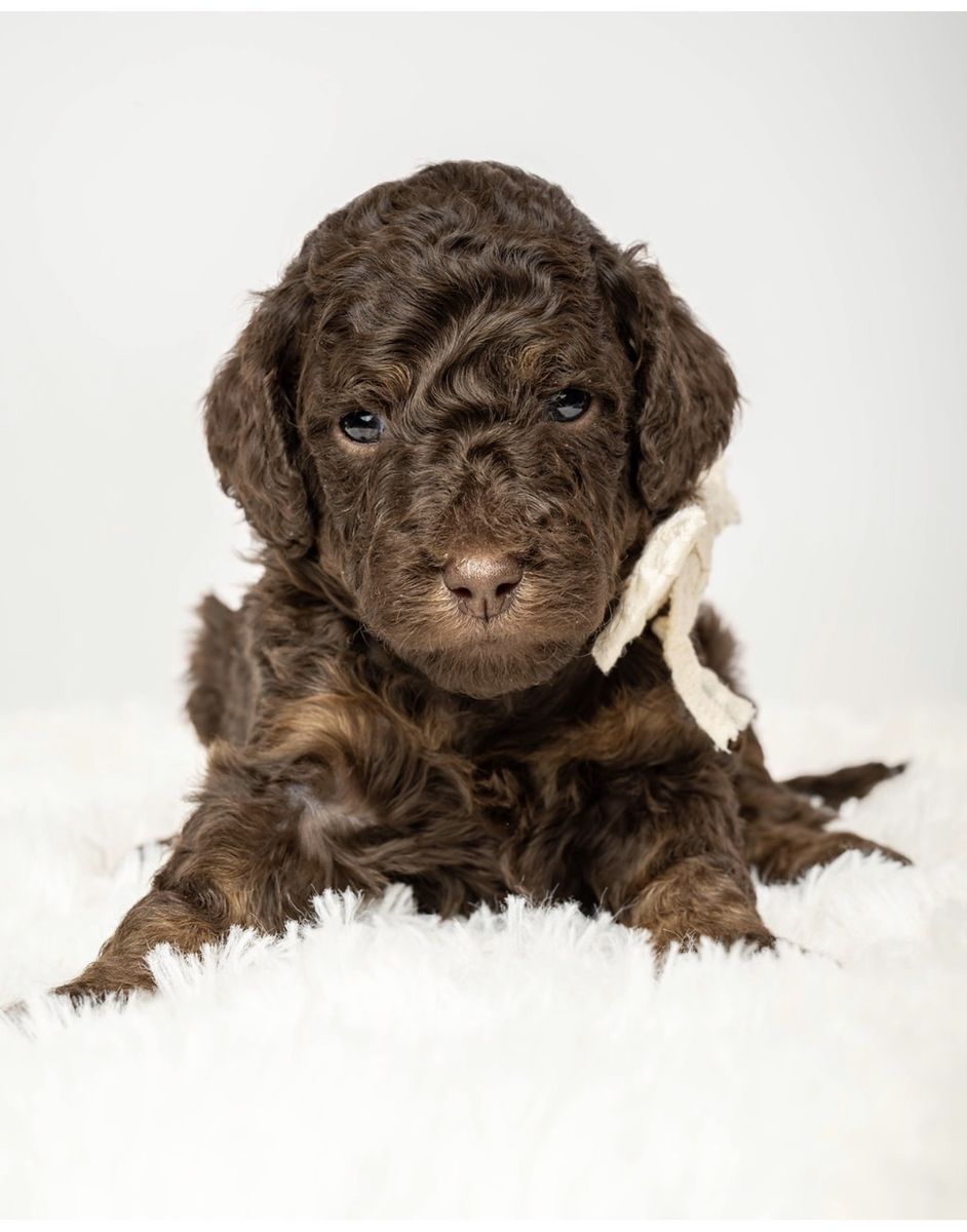 AKC Moyen Poodle- Female* Ready to go July 11th!