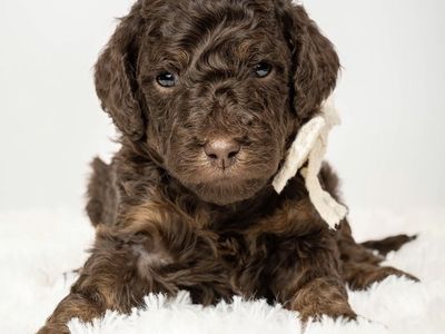 AKC Moyen Poodle- Female* Ready to go July 11th!