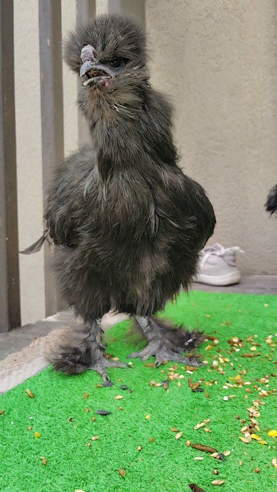Free Bearded Black Silkie Rooster