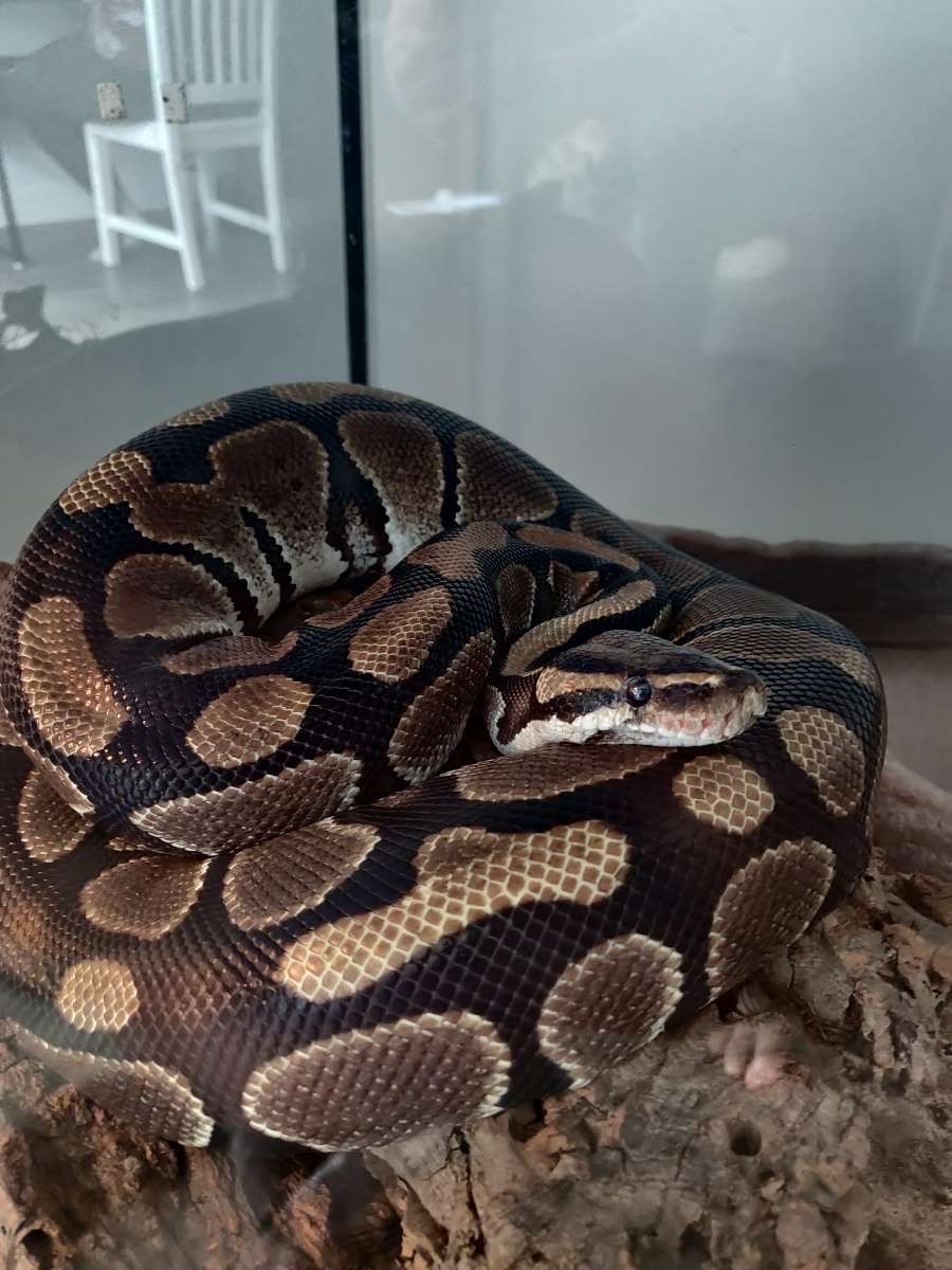 Ball Python Snake (Phil) with Bioactive Enclosure, Heat Lamp, & Automatic Humidifier, Hides & Water Dish