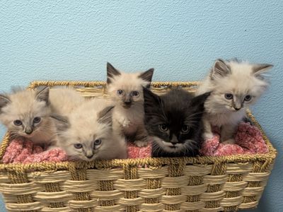 Mix Ragdoll Kittens