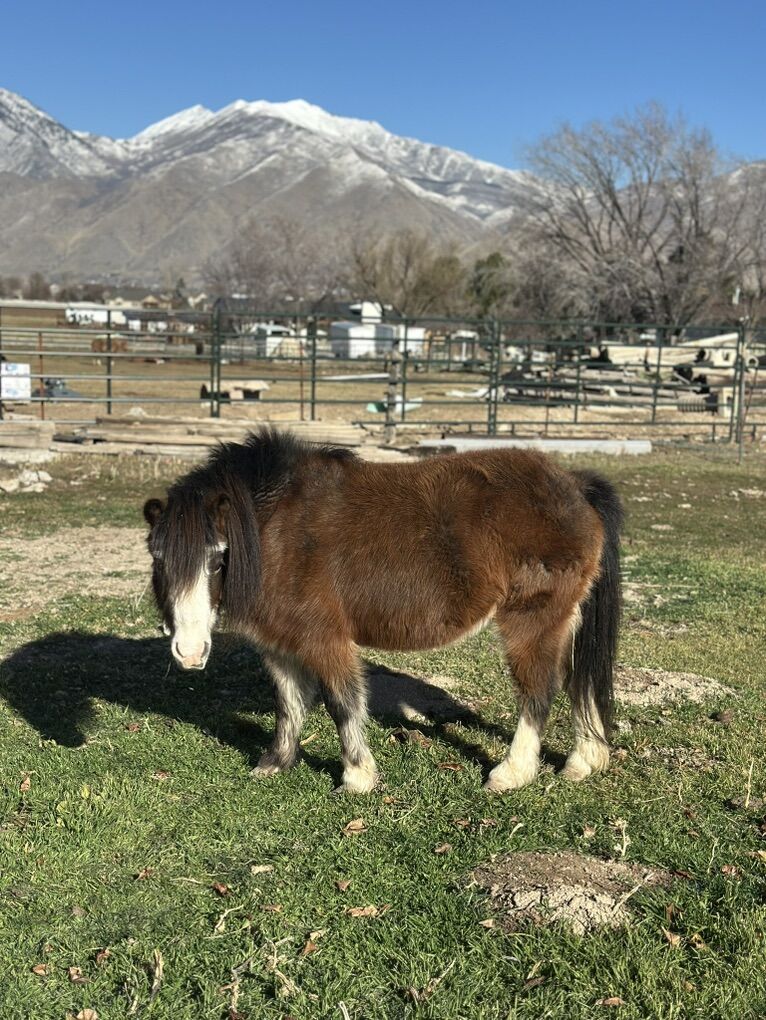 Mini Horse Mare 40