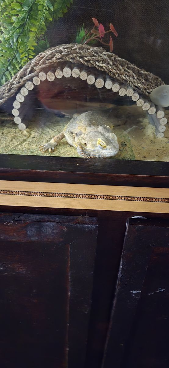 bearded dragon