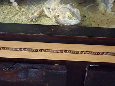 bearded dragon