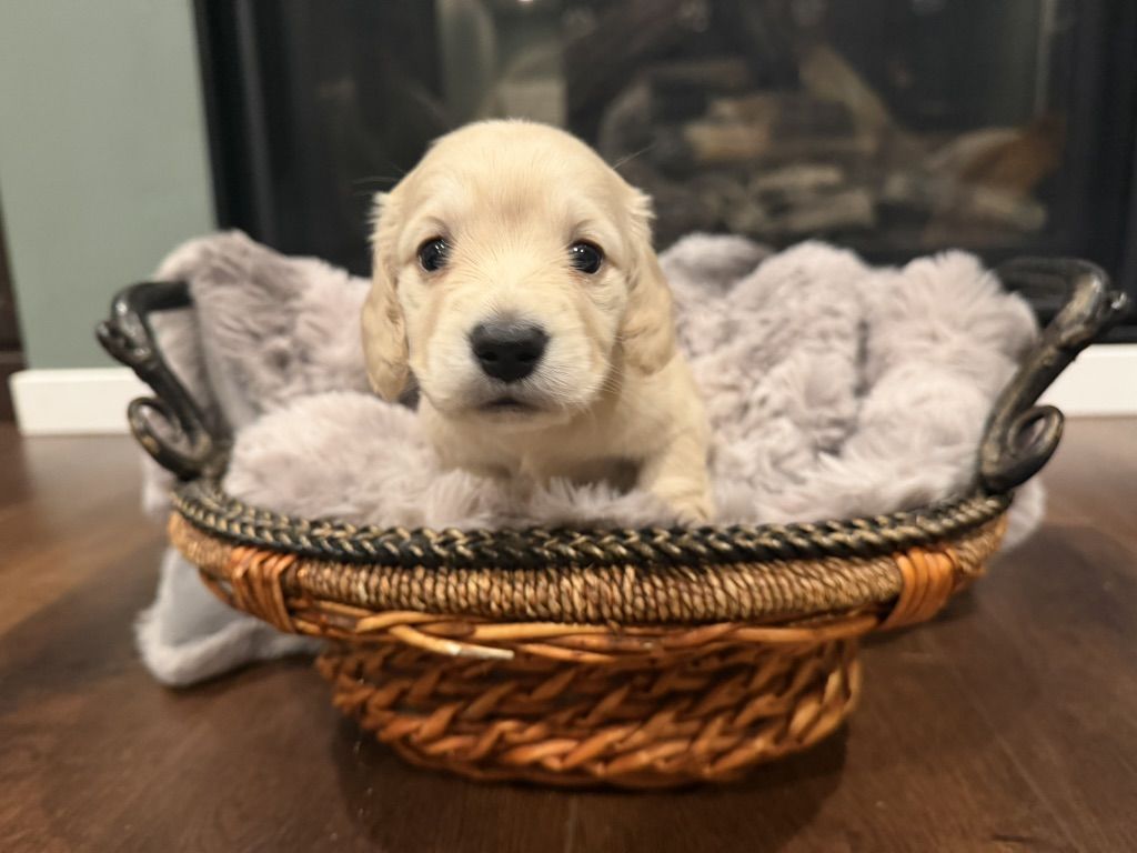 AKC Mini Lonhair Dachshund Cream