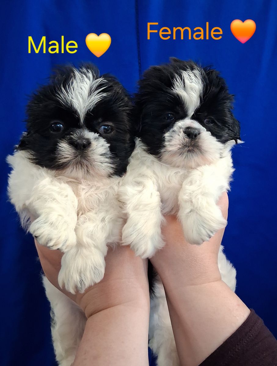 Purebred Shih Tzu puppies female & male