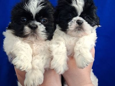 Purebred Shih Tzu puppies female & male