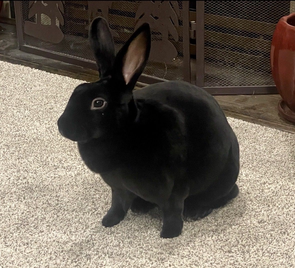 Black Rex Rabbit buck