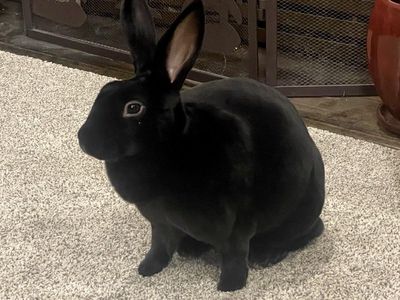Black Rex Rabbit buck
