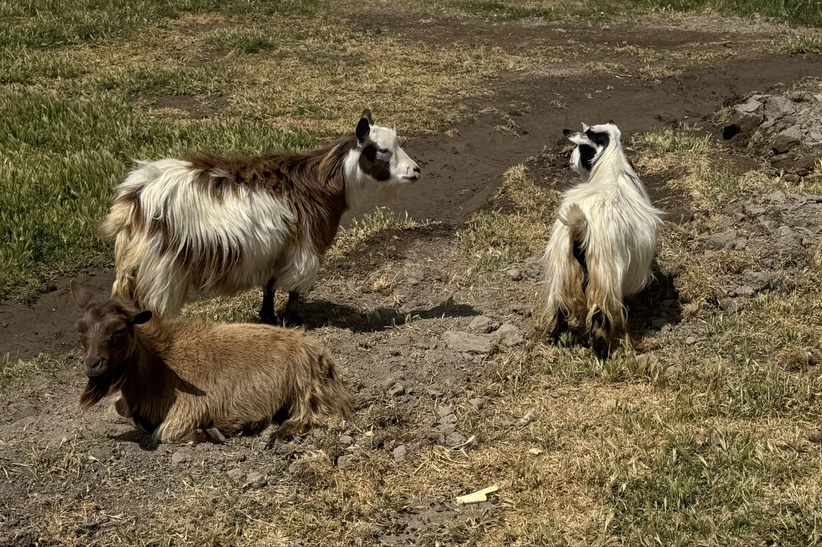 Mini Silky Fainting Goats