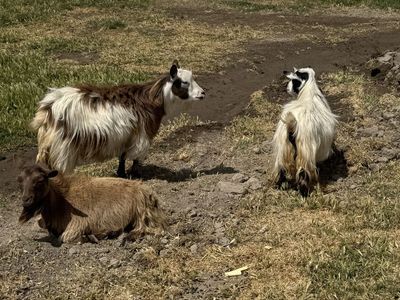 Mini Silky Fainting Goats