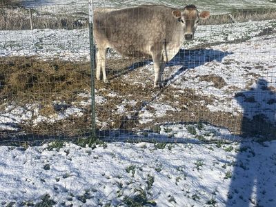 Jersey Steer