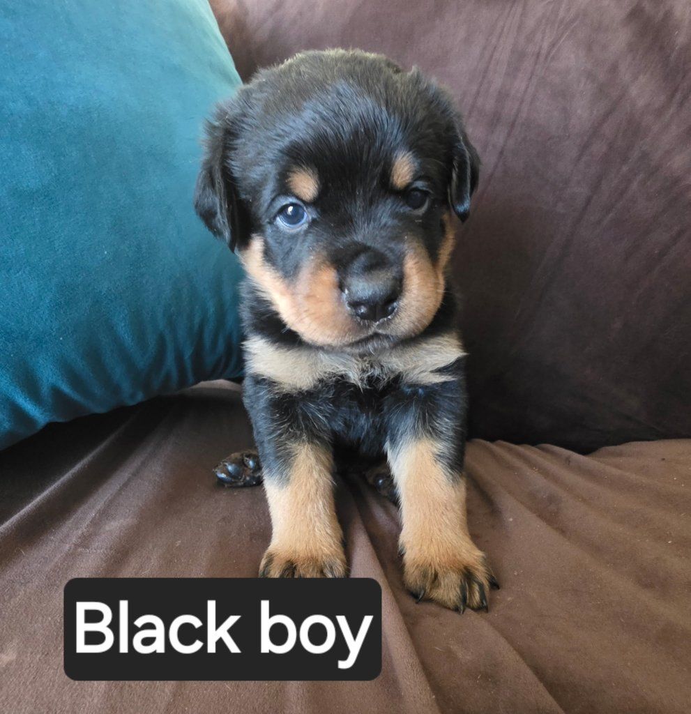Rottweiler puppies