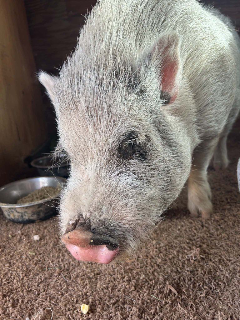 Young Male Pig – Needs New Home