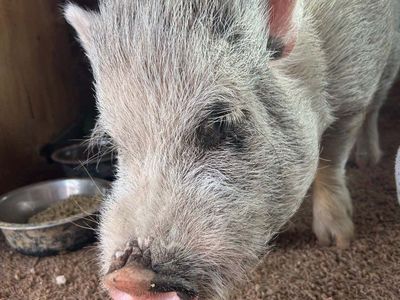 Young Male Pig – Needs New Home