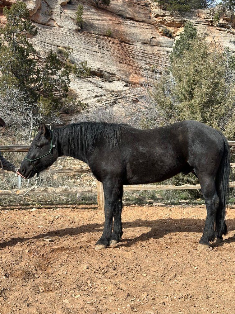 Half-Fresian Stallion