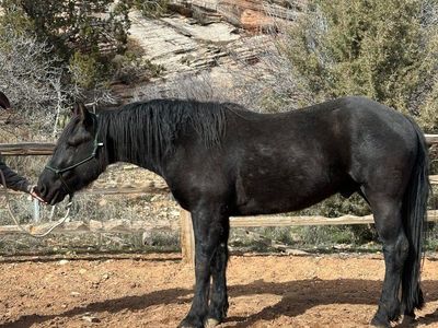 Half-Fresian Stallion