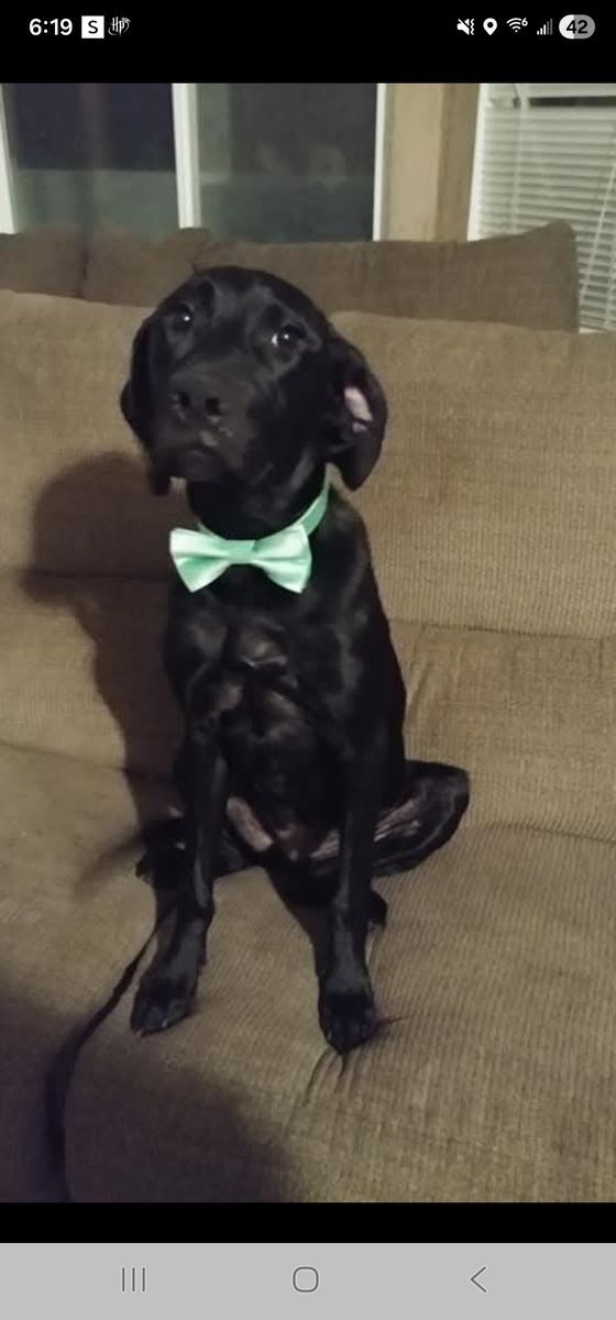 Rehome 7 year old Black lab mix