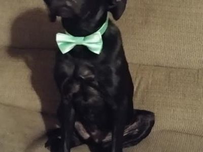 Rehome 7 year old Black lab mix