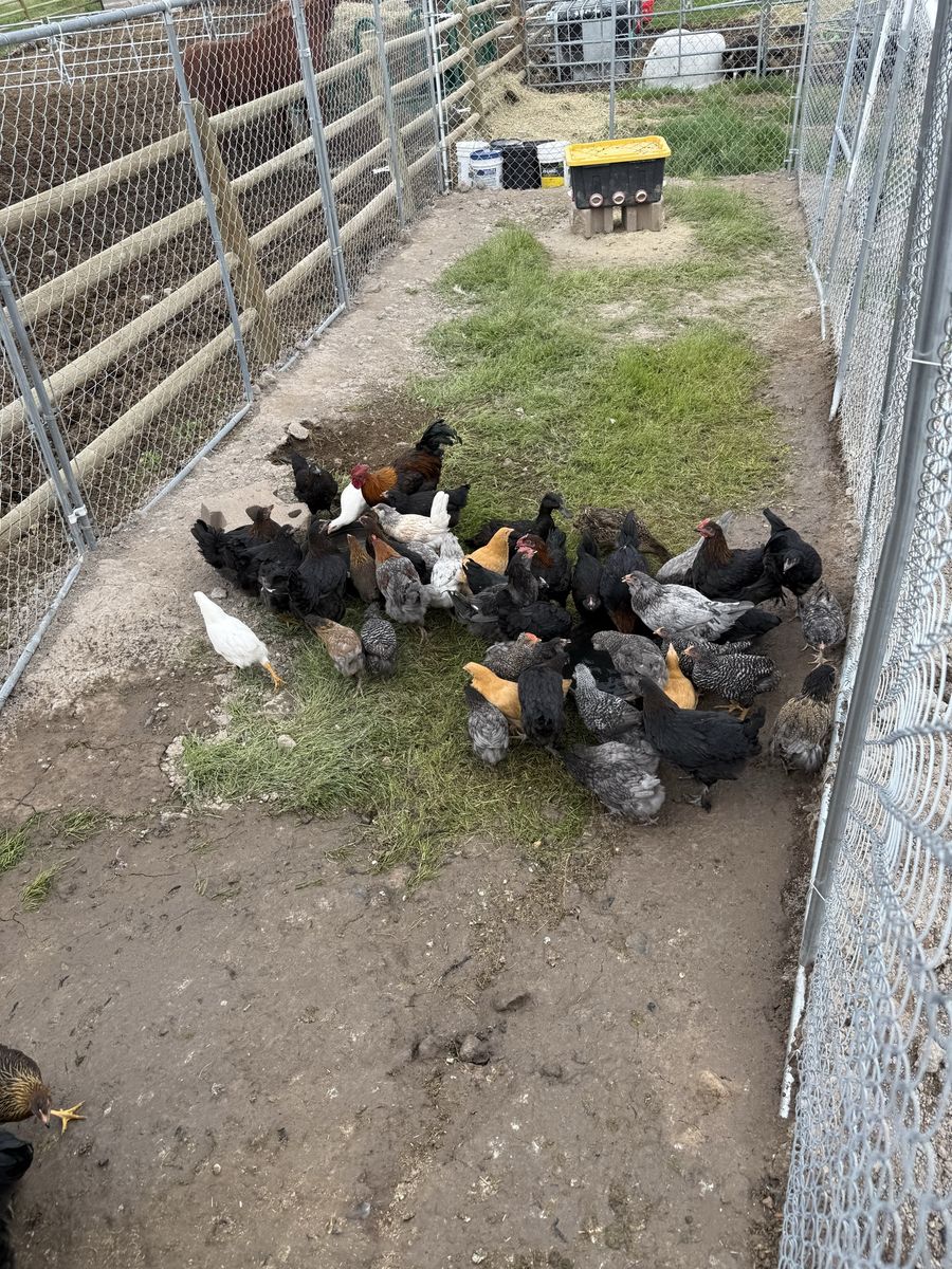 Coop ready chicks