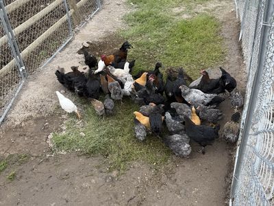 Coop ready chicks