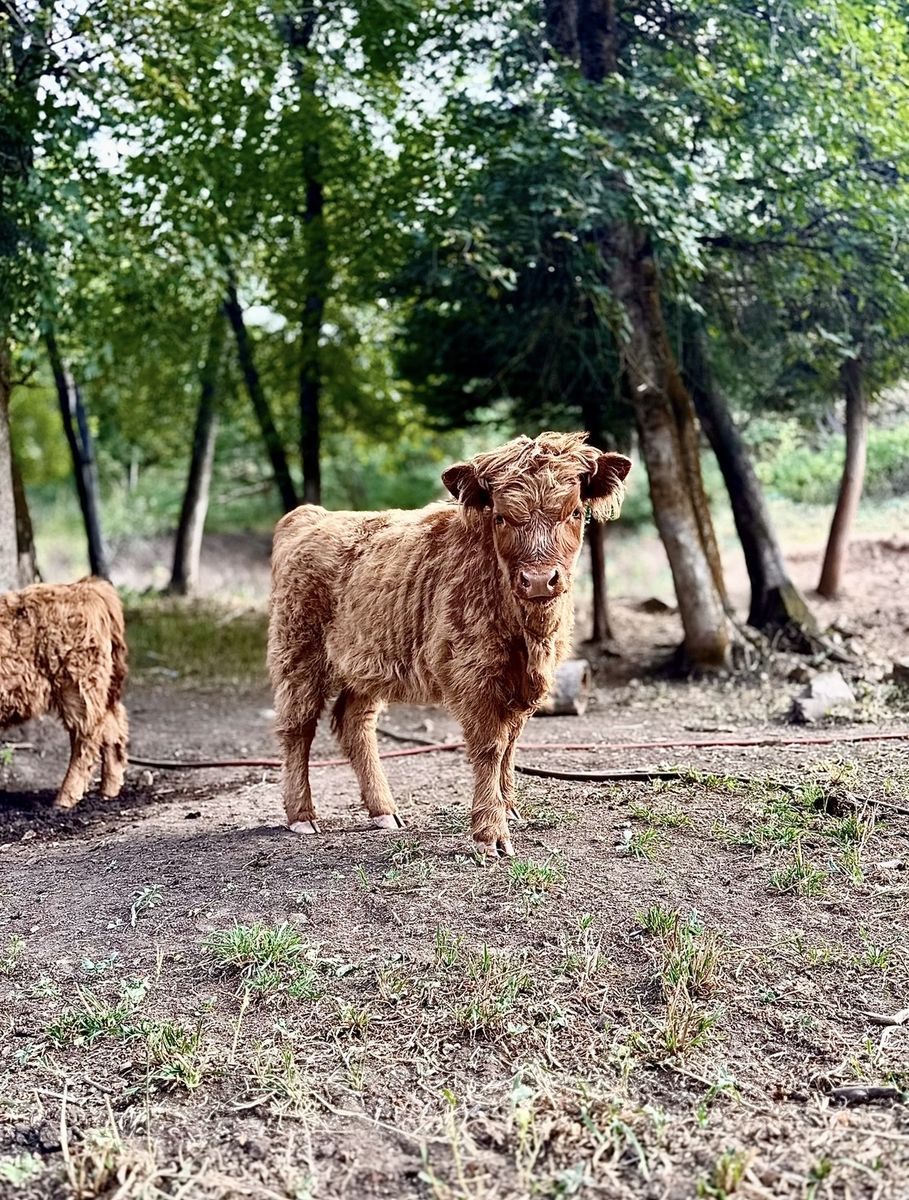 Highland Cow Calf From papered line - Scottish Highlander Livestock