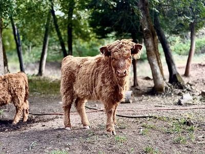 Highland Cow Calf From papered line - Scottish Highlander Livestock