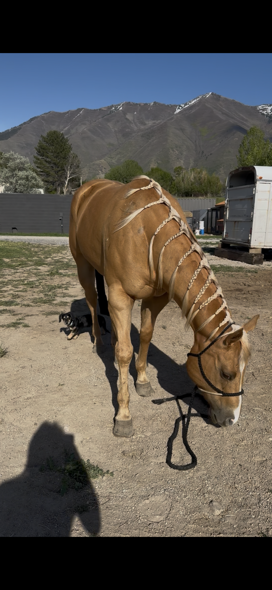 Aqha palamino mare